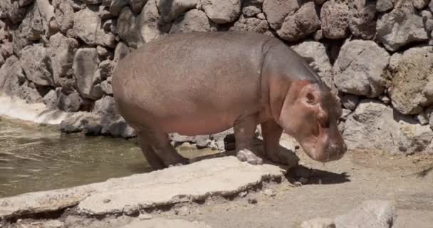 Ein Großes Nilpferd Schwimmt Pool Und Steigt Aus Dem Wasser — Stockvideo