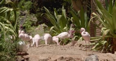 Güneşli bir yaz gününde bir göletin yanında Pembe Flamingo sürüsü (Phoenicopterus gülü).