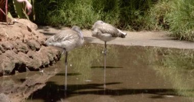 İki genç Pembe Flamingo (Phoenicopterus gülü) güneşli bir yaz gününde bir gölette tek ayak üzerinde dururlar..