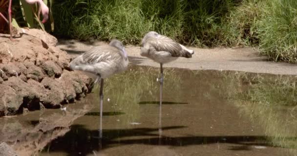 Dois Jovens Flamingos Rosa Phoenicopterus Roseus Uma Perna Lago Dia — Vídeo de Stock