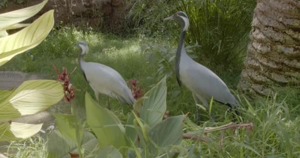 夏日阳光明媚 两只美丽的小羚羊站在绿草上 — 图库视频影像