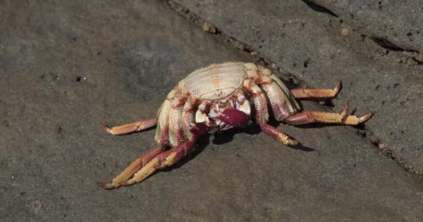 Nahaufnahme Einer Toten Krabbe Auf Einer Klippe Die Einem Heißen — Stockvideo