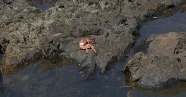 Dead Crab Cliff Thrown Out Ocean Hot Sunny Summer Day — Stock Video