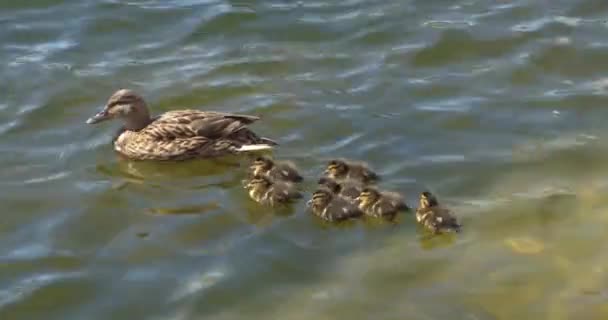 Ördekler Tek Sıra Halinde Dalgalı Bir Göl Boyunca Yürüyüp Anne — Stok video