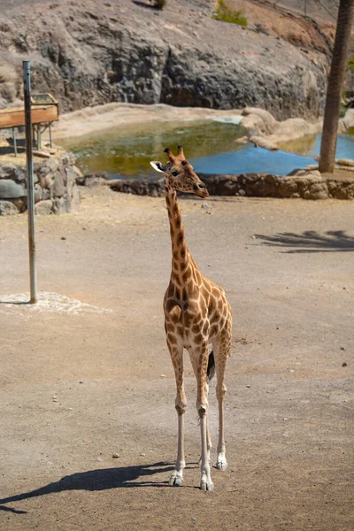 Portrét Žirafy Žirafy Camelopardalis Rozhlížející Krásném Letním Dni Fuerteventura Kanárské — Stock fotografie