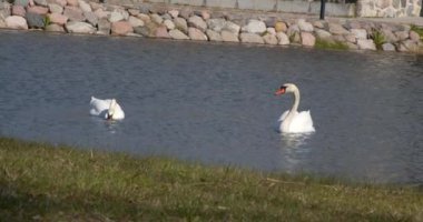 Zarif Su Balesi: Sükunet Havuzda Yüzen ve Dalış yapan Kuğuların Videosu