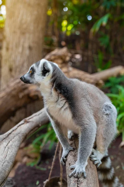 Großaufnahme Porträt Eines Lemurenmaki Lemurenkatze Der Auf Einem Baum Dschungel — Stockfoto