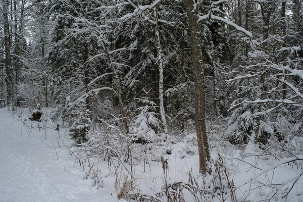 Sendero Forestal Árboles Cubiertos Nieve Campo Estonio Día Nublado Invierno — Foto de Stock