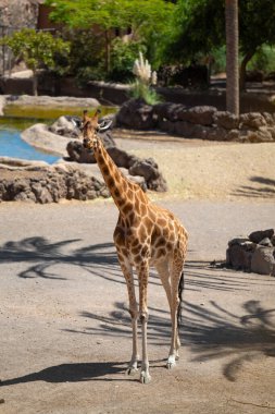 Güneşli bir yaz gününde hayvanat bahçesinde yürüyen bir zürafa portresi (Giraffa camelopardalis). Fuerteventura, Kanarya Adaları, İspanya.