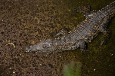 Güneşli bir yaz gününde bir gölette Nil Timsahı 'nın (Crocodylus niloticus) yakın portresi. Fuerteventura, Kanarya Adaları, İspanya.