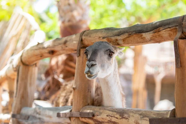 Retrato Cerca Una Divertida Llama Lama Glama Zoológico Día Soleado —  Fotos de Stock
