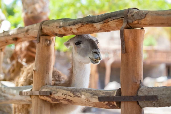 Nahaufnahme Eines Lustigen Lamas Lama Glama Zoo Einem Sonnigen Sommertag — Stockfoto
