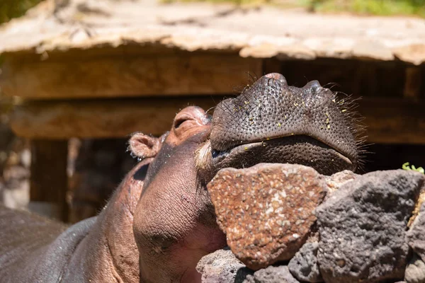 Großaufnahme Eines Großen Niedlich Lächelnden Flusspferdes Einem Sonnigen Sommertag Zoo — Stockfoto