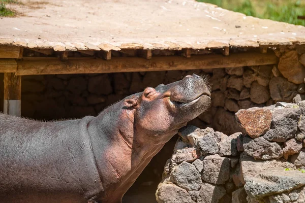 Nahaufnahme Porträt Eines Großen Niedlichen Lächelnden Flusspferdes Zoo Einem Sonnigen — Stockfoto