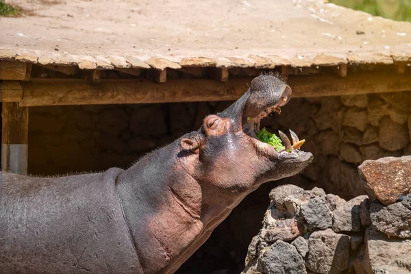 Grand Hippopotame Bouche Ouverte Attend Être Nourri Par Une Journée — Photo