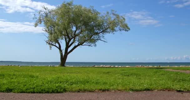 Uma Árvore Verde Solitária Abençoa Costa Mar Iluminada Pelo Sol — Vídeo de Stock