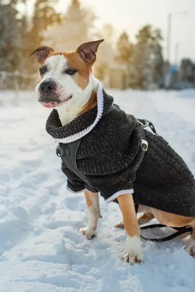Närbild Porträtt Vacker Hund Klädd Varm Stickad Tröja Solig Vinterdag — Stockfoto