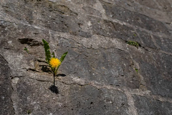 Pequena Flor Dandelion Amarelo Crescendo Parede Pedra Fotografia De Stock