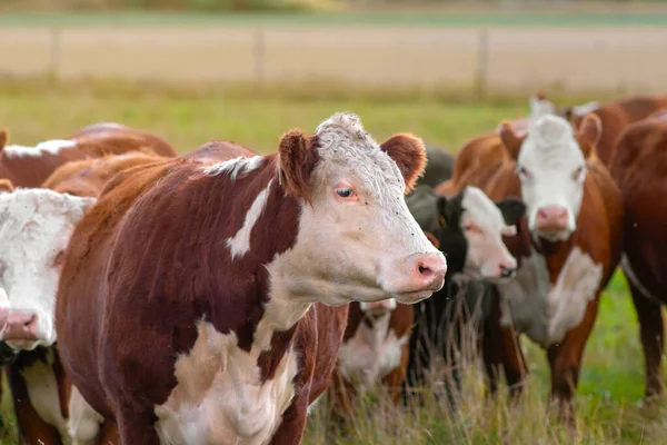 Koeien Kalveren Grazen Een Groene Weide Een Zonnige Zomerdag Matku — Stockfoto