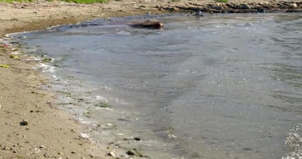 Znečištění Plastů Odpadků Pláži Odhaluje Náš Environmentální Problém Silné Vizuální — Stock video