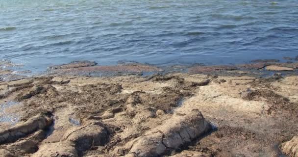 Görkemli Avrasya Kıvrımları Numenius Arquata Plaj Boyunca Zarifçe Dolaşır Sahil — Stok video
