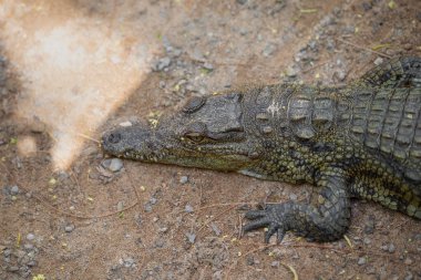 Güneşli bir yaz gününde bir göletin yanında Nil Timsahı 'nın (Crocodylus niloticus) yakın portresi. Fuerteventura, Kanarya Adaları, İspanya.