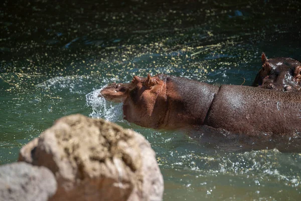 Ein Großes Nilpferd Spielt Einem Sonnigen Sommertag Teich Mit Wasser — Stockfoto