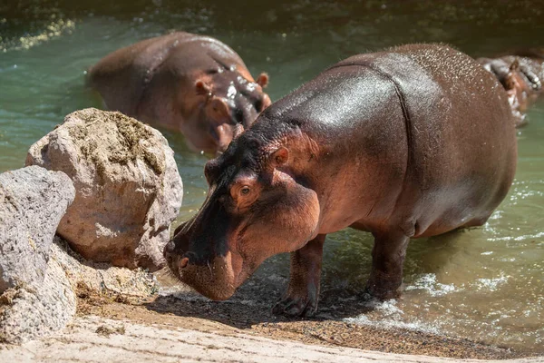 Grand Hippopotame Sort Étang Par Une Journée Ensoleillée Été Fuerteventura — Photo