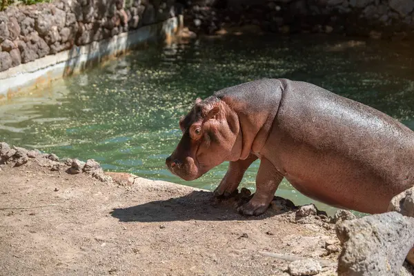 Duży Hipopotam Wychodzi Stawu Słoneczny Letni Dzień Fuerteventura Wyspy Kanaryjskie — Zdjęcie stockowe