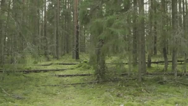 Bevittna Den Otämjda Skönheten Vild Skog Som Drönare Graciöst Väver — Stockvideo