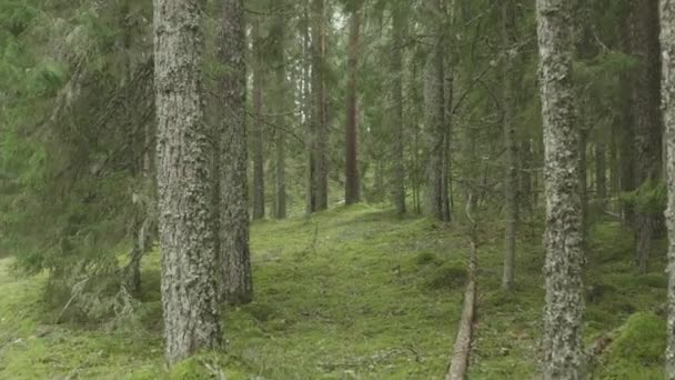 Vahşi Bir Ormanın Yabani Güzelliğini Bir Dronun Ağaçlar Arasında Zarafetle — Stok video