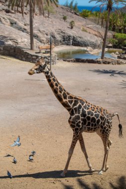 Güneşli bir yaz gününde hayvanat bahçesinde yürüyen bir zürafa portresi (Giraffa camelopardalis). Fuerteventura, Kanarya Adaları, İspanya.