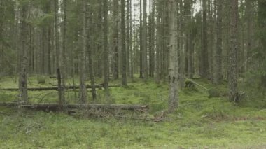 Yabani bir ormanın yabani güzelliğine tanık olun. Bir dron ağaçların arasında zarafetle zikzak çizerken yandan uçuyor. Doğada büyüleyici bir hava macerası.