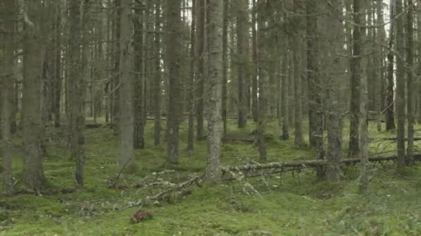 Podívejte Nezkrocenou Krásu Divokého Lesa Jak Dron Elegantně Proplétá Mezi — Stock video
