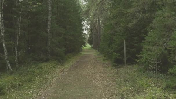 Vahşi Bir Ormanın Yabani Güzelliğini Bir Dronun Ağaçlar Arasında Zarafetle — Stok video