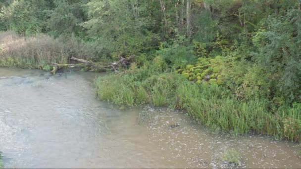 River Bliss Drone Hava Gösterisi Canlı Yeşillik Suyu Altında Doğanın — Stok video