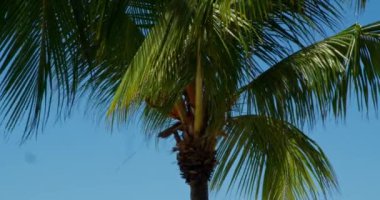 Rüzgardaki Palmiyeler: Güneşli bir günde Sallanan Palmiye Yapraklarının Yakın Çekimi - Mavi Gökyüzüne Karşı Tropikal Huzur - 4K Görüntüsü