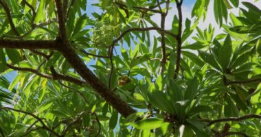 Tropikal Dinginlik: Sallanan Hindistan cevizleri, Yaprakları ve Dalına Tünemiş Kuş ile Palmiye Ağacının Yakın Çekimi - 4K Rahatlama İçin Doğa Görüntüsü