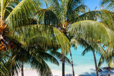 Mauritius Adası 'ndaki Turkuaz Turkuaz Okyanusu' na bakan yemyeşil tropikal palmiye ağaçları güneşli bir plaj gününde