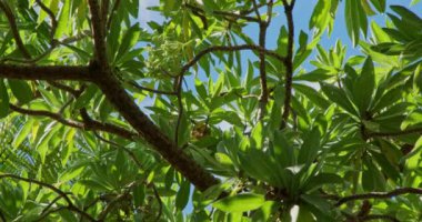 Tropikal Dinginlik: Sallanan Hindistan cevizleri, Yaprakları ve Dalına Tünemiş Kuş ile Palmiye Ağacının Yakın Çekimi - 4K Rahatlama İçin Doğa Görüntüsü