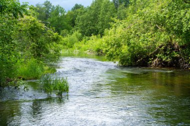 Yeşil bir ormanda akan Idyllic Nehri. Bir Yaz Gününde Bereketli Bitkilerle Sakin Dere.
