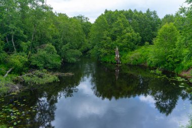 Berrak Yeşillik ve Yansımalarla Serene Ormanı Sahnesi. Sakin Sular ve Yoğun Bitkilerle Huzurlu Doğal Manzara.