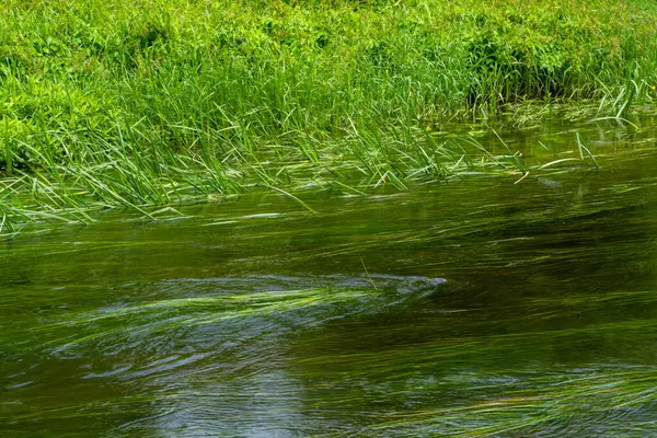stock image Lush Green Aquatic Plants Flourishing in the Clear Flowing Waters of a River
