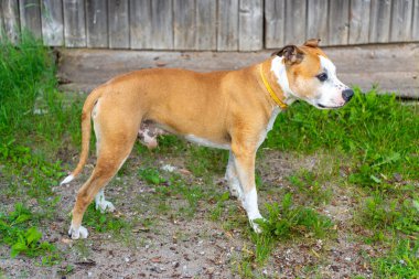 Sarı Yakalı Yakışıklı Amerikan Staffordshire Teriyeri. Kahverengi ve Beyaz Köpek Sarı Yakalı Tahta Kapı