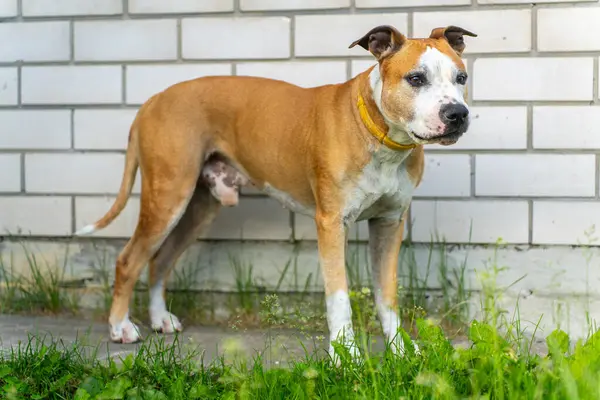Sarı Yakalı Yakışıklı Amerikan Staffordshire Terrier 'i Brick Wall' dan. Açık Hava Ayarlarında Kahverengi ve Beyaz Köpek