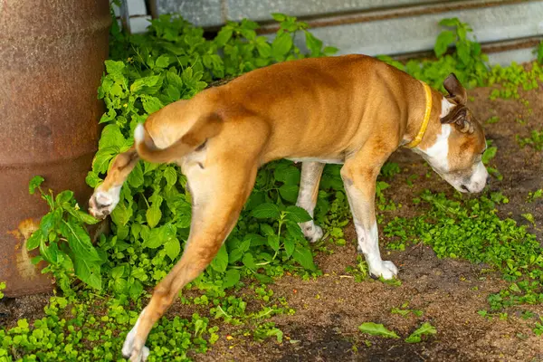 Çalılıklara İşeyerek Köpek İşaretleme Bölgesi. Kahverengi Köpek Kaldırma Bacağı Paslı Metal Fıçı.