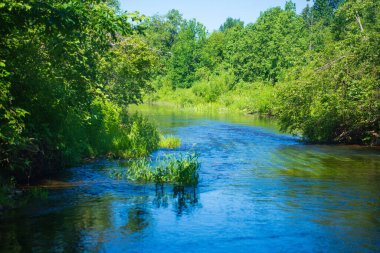 Yeşil bir ormanda akan Idyllic Nehri. Bir Yaz Gününde Bereketli Bitkilerle Sakin Dere.