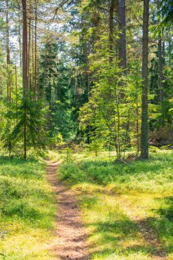 Yoğun Yeşilliğin İçindeki İdilik Orman Yolu. Güneş Lekeli Ağaçlar ve Yeşil Çalı Çalılarıyla Huzurlu Ormanlık Sahnesi.