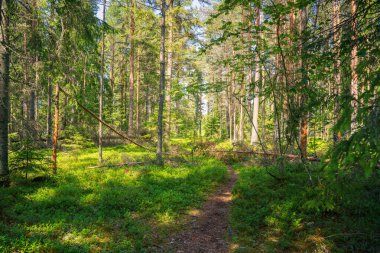 Yoğun Yeşilliğin İçindeki İdilik Orman Yolu. Güneş Lekeli Ağaçlar ve Yeşil Çalı Çalılarıyla Huzurlu Ormanlık Sahnesi.