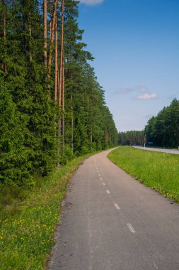 Huzurlu Kırsal Yol Uzun Çamlar ve Yaban Çiçekleri ile Sınır Tanıyor. Berrak Yeşillik ve Açık Gökyüzü ile Serene Açık Macera Rotası